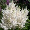 Astilbe Arendsi Weisse Gloria